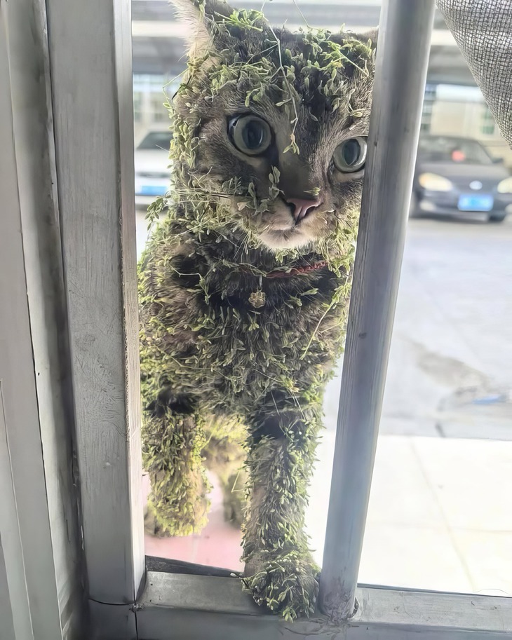 thiên nhiên - Ảnh 3.