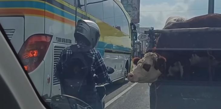 thiên nhiên - Ảnh 2.