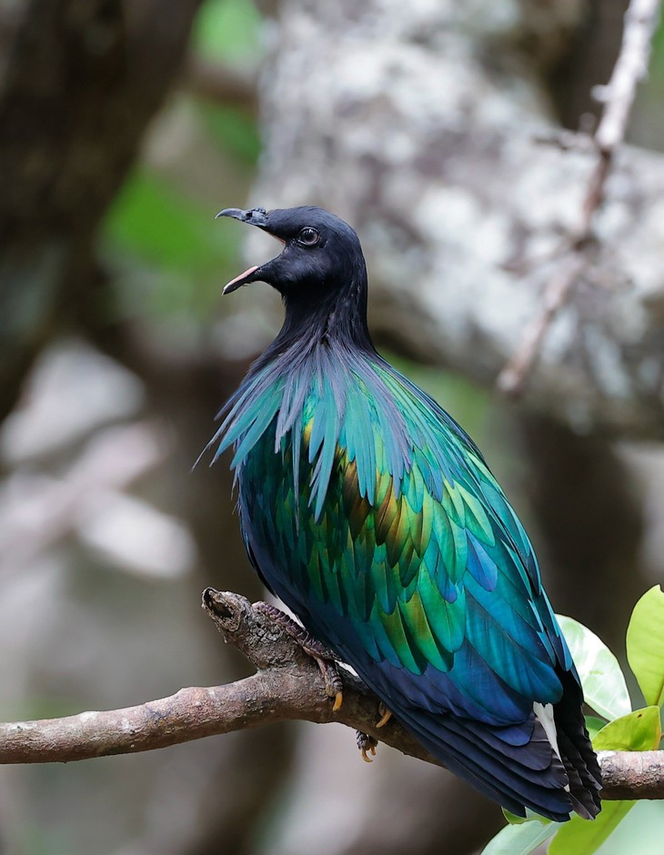 Cá voi, bồ câu nicobar và cái dở của ngành du lịch - Ảnh 5.