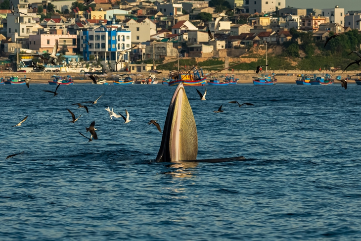 Cá voi, bồ câu nicobar và cái dở của ngành du lịch - Ảnh 3.