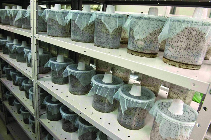 trị muỗi - Ảnh 3.