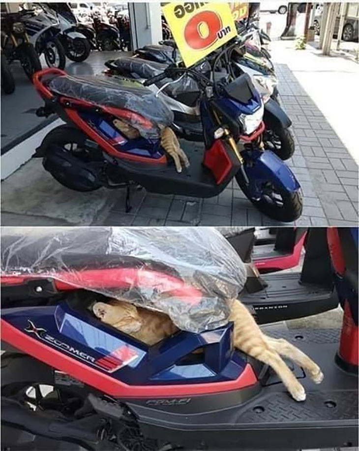 bắn súng - Ảnh 5.