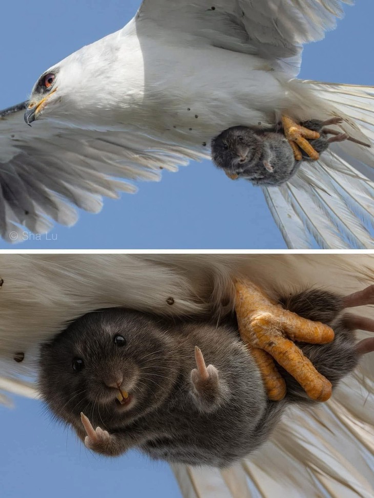 Ảnh vui 21-7: Ở một thế giới mà súng máy là gương soi - Ảnh 4.