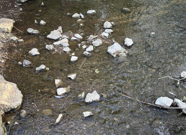 con rắn - Ảnh 1.