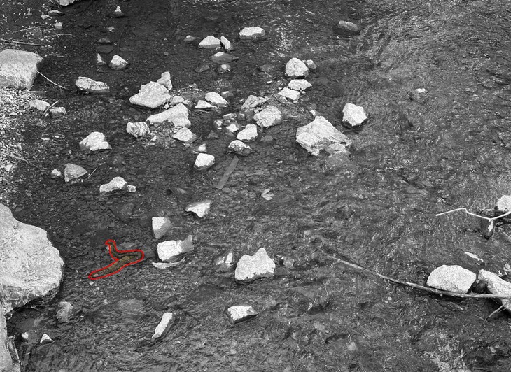 con rắn - Ảnh 2.