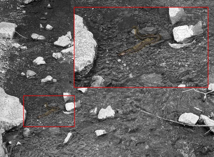 con rắn - Ảnh 3.