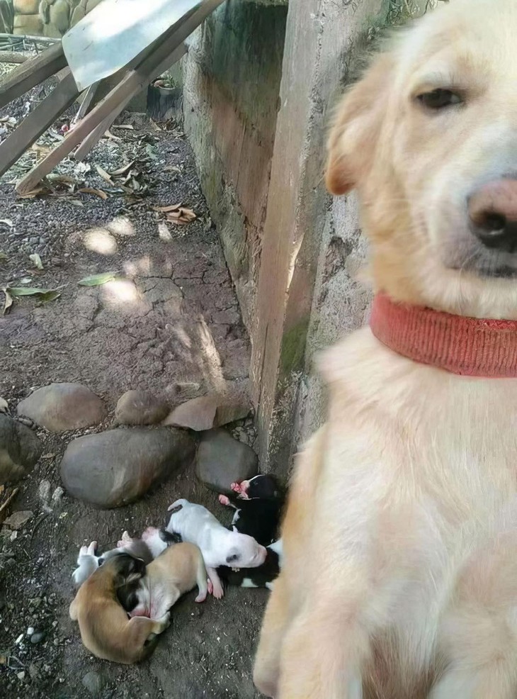 tắt đèn - Ảnh 5.