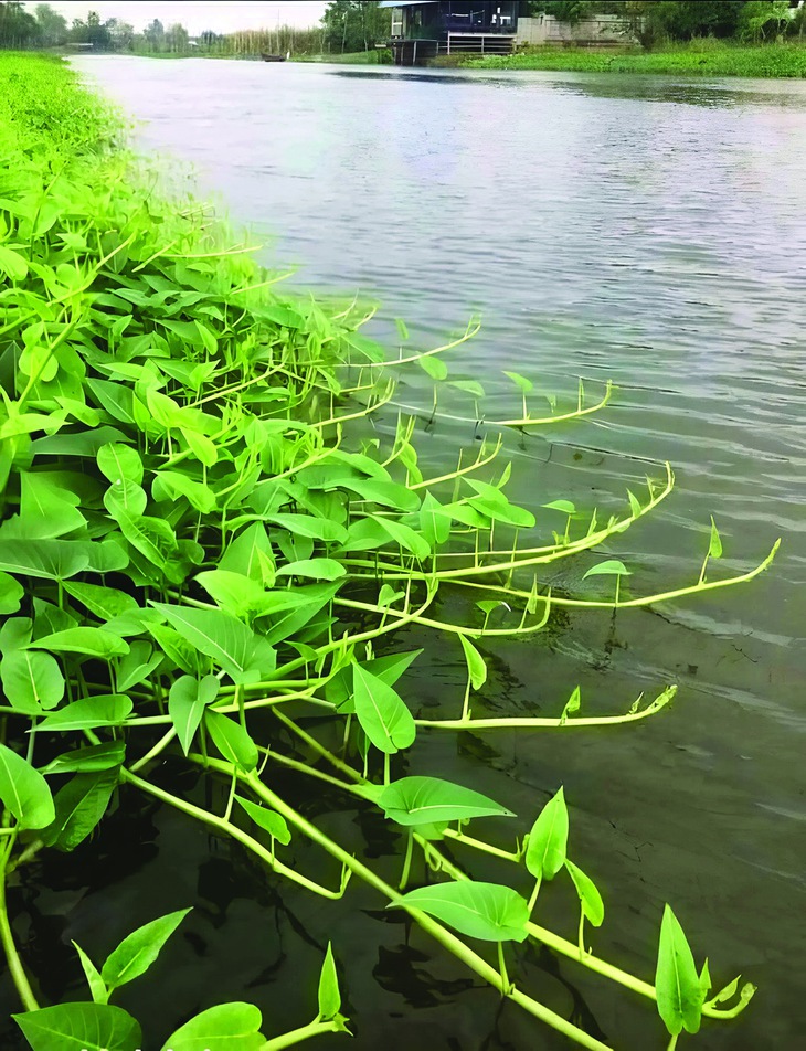 Rau muống  - Ảnh 1.