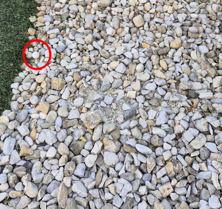 Thử tài tinh mắt - Ảnh 2.