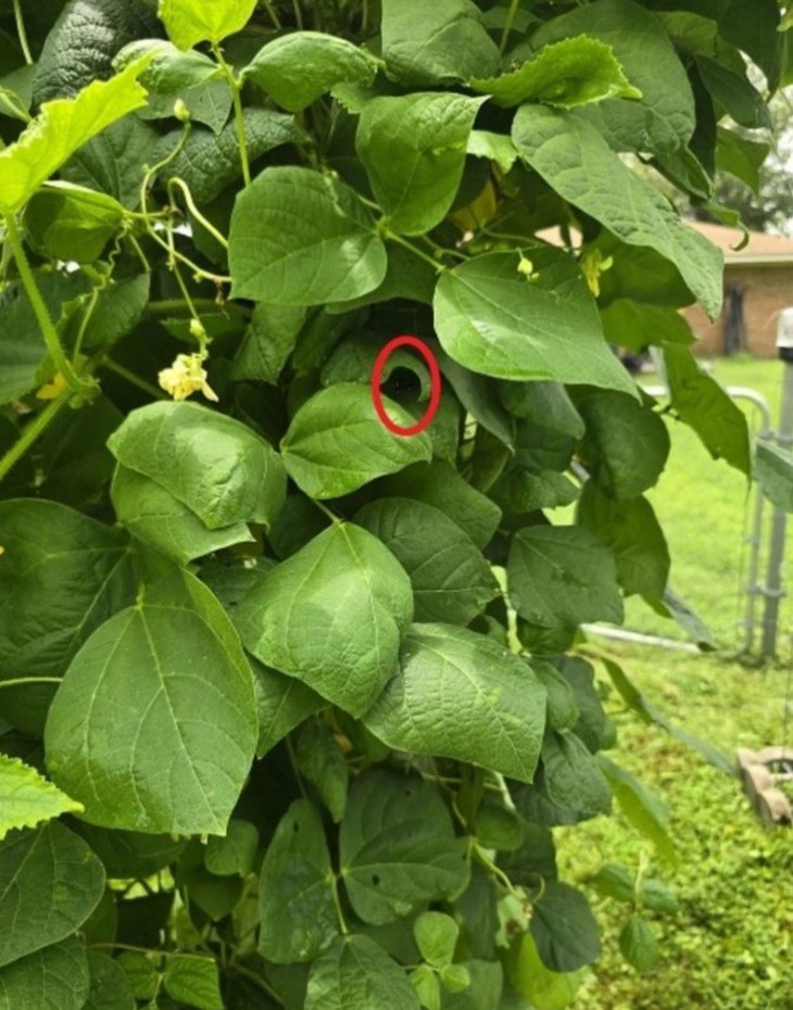 Thử tài tinh mắt - Ảnh 2.