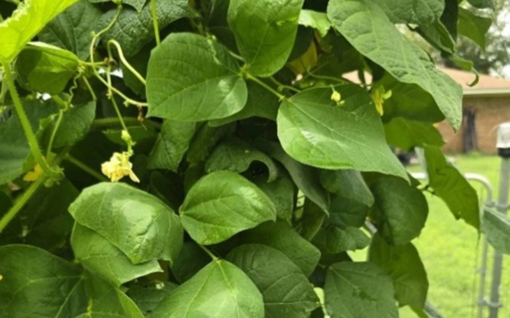 Thử tài nhanh trí với đuổi hình bắt chữ (P184) - Ảnh 6.