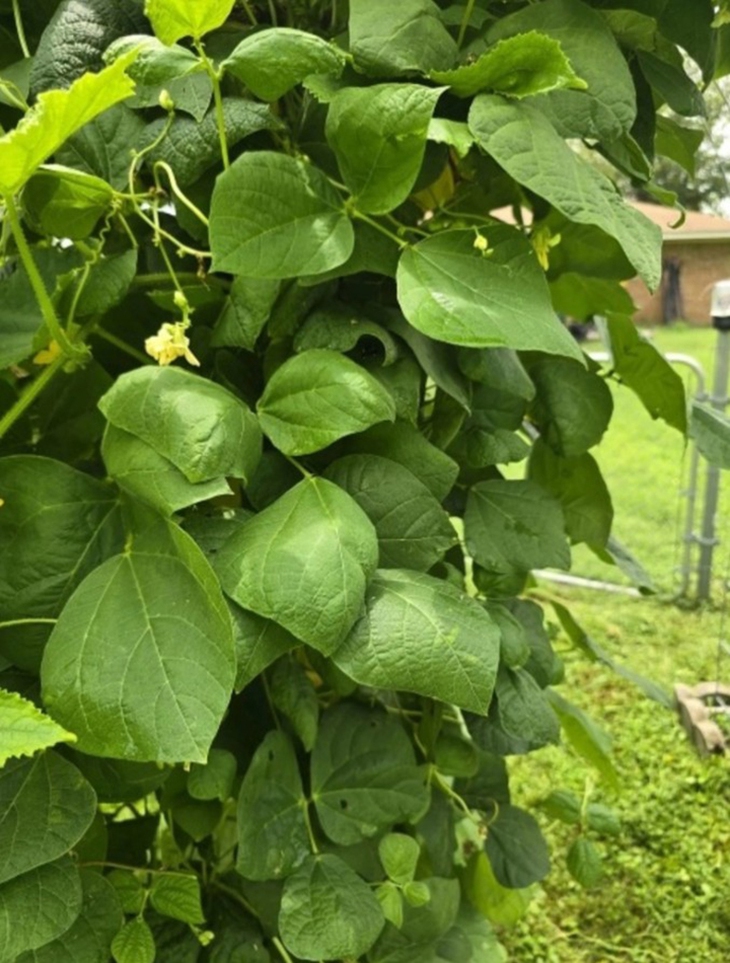 Thử tài tinh mắt - Ảnh 1.