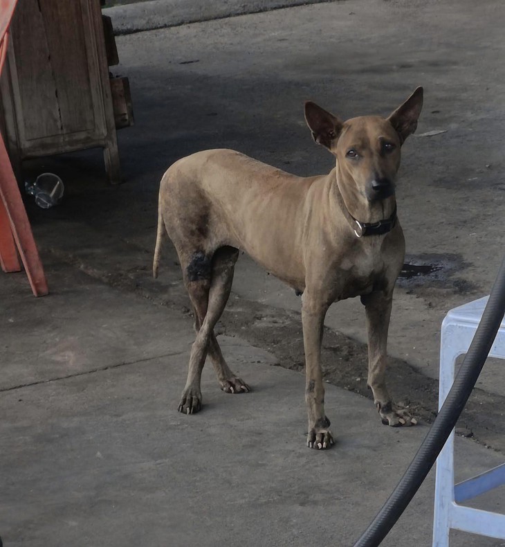 Hồng Tỷ - Ảnh 3.