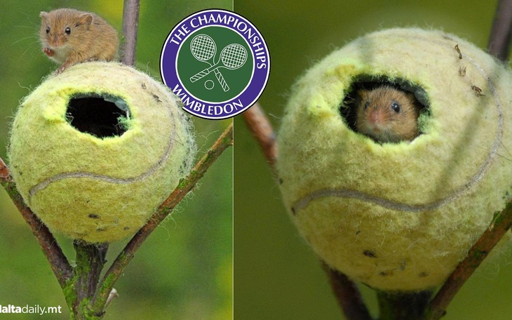 Hai tay đua Pháp té ngã hi hữu trên đỉnh đèo ở Tour de France - Ảnh 4.