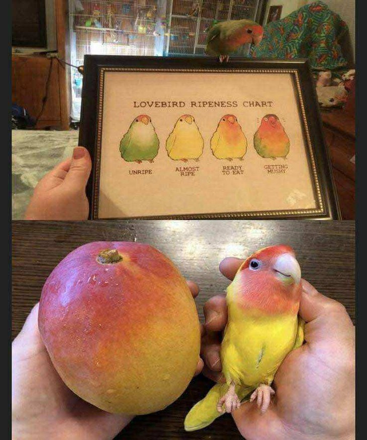 chúa tể - Ảnh 6.