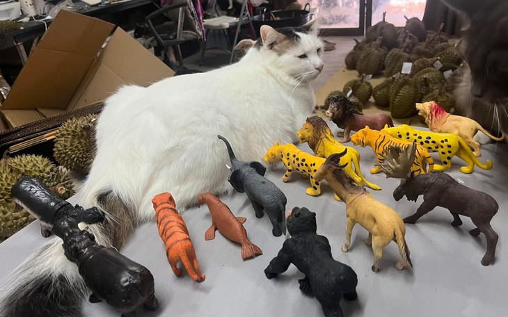 Cái túi nilon có in chữ 'BLACKPINK' được bán giá nửa triệu - Ảnh 6.