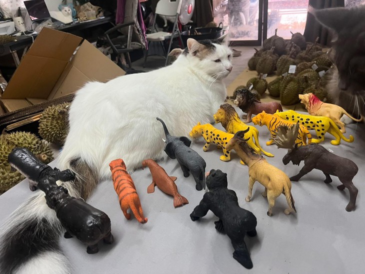 chúa tể - Ảnh 1.