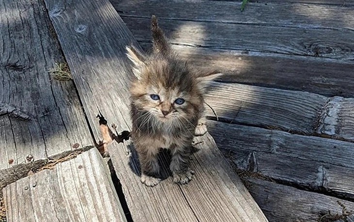 Mắt 10/10 mới thấy con rắn đang rình rập ở đâu? - Ảnh 8.