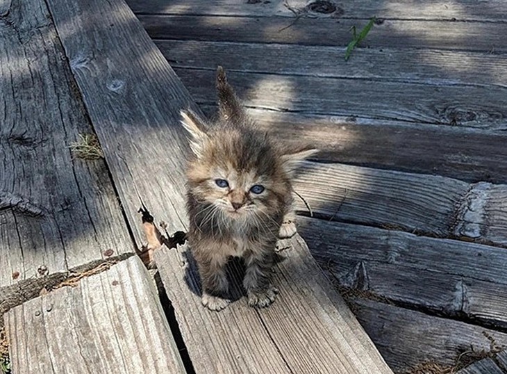 Thử tài tinh mắt - Ảnh 1.