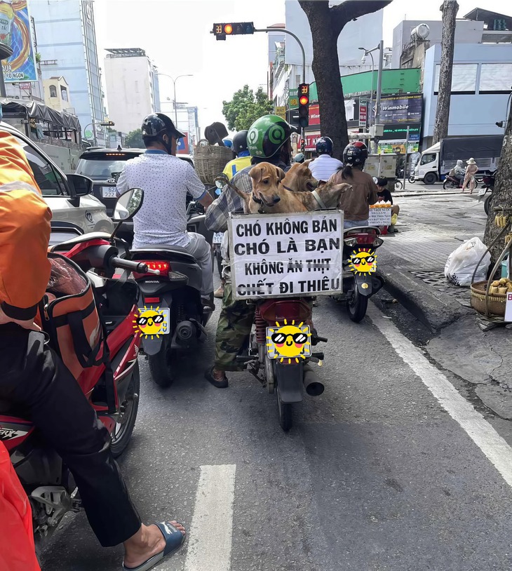 yêu động vật - Ảnh 1.