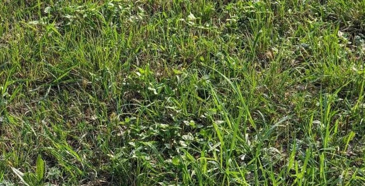 con rắn  - Ảnh 1.