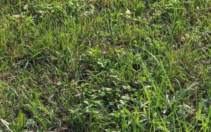 Thử tài nhanh trí với đuổi hình bắt chữ (P263) - Ảnh 6.