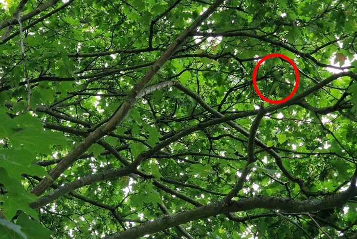 con vẹt - Ảnh 2.