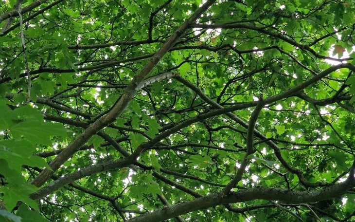 Thử tài tinh mắt: Con rắn ẩn mình ở đâu? - Ảnh 7.