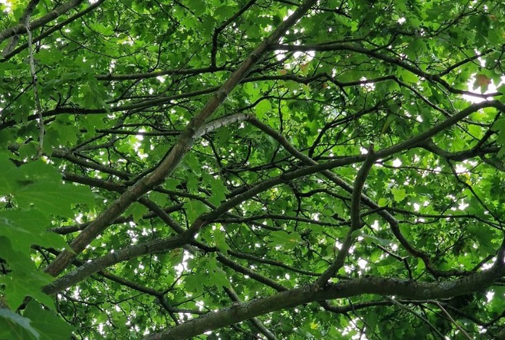 con vẹt - Ảnh 1.