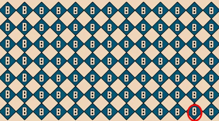 con vẹt - Ảnh 4.