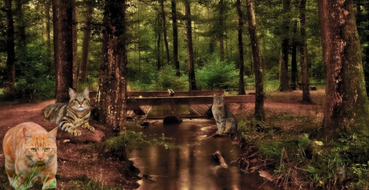 gà trống - Ảnh 3.