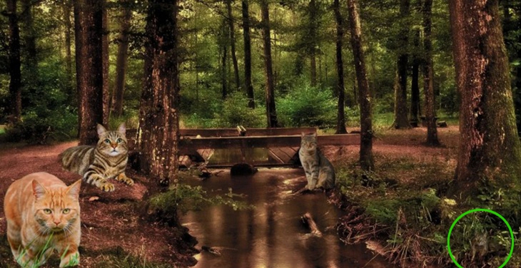 gà trống - Ảnh 4.