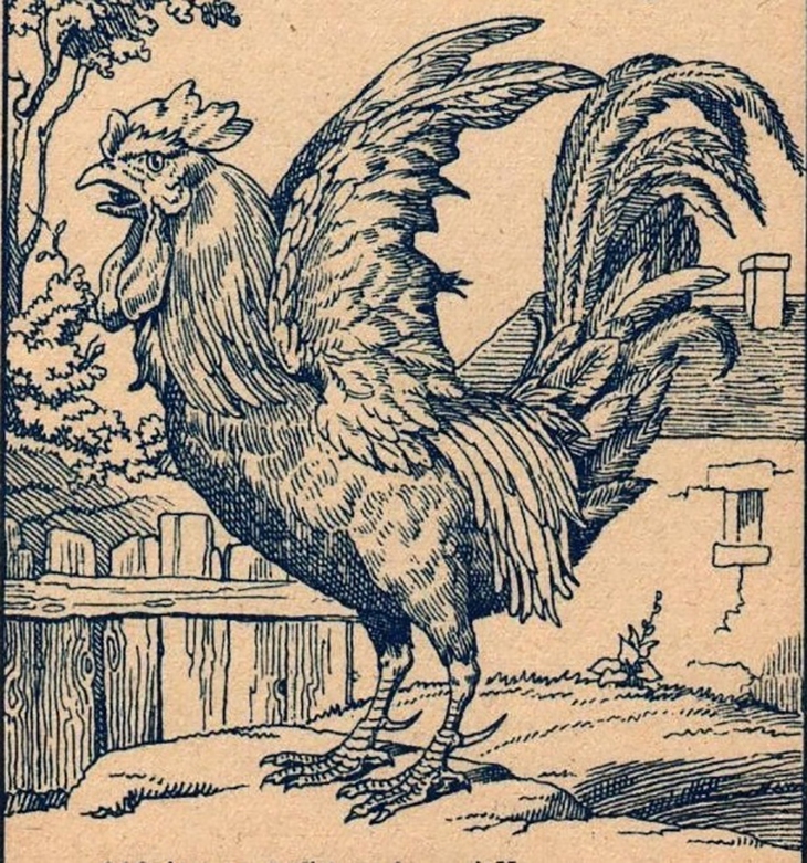 gà trống - Ảnh 1.