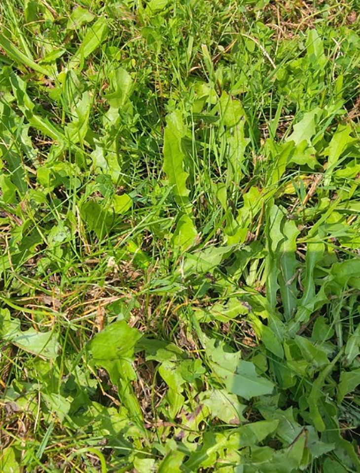 Chủ nhân của con ngựa ẩn giấu ở đâu? - Ảnh 2.