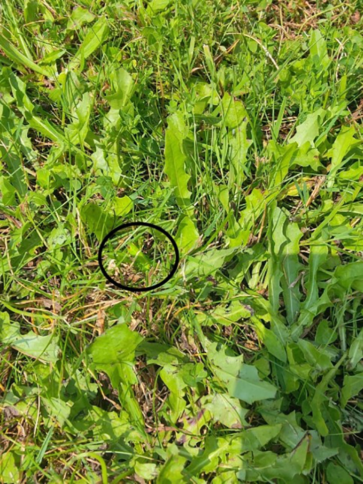 Chủ nhân của con ngựa ẩn giấu ở đâu? - Ảnh 1.