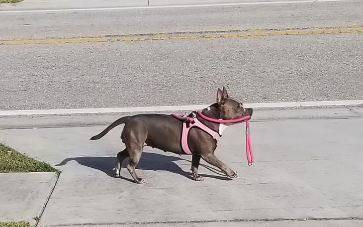 Tại sao có món ăn tên là 'bánh mì quan tài'? - Ảnh 4.