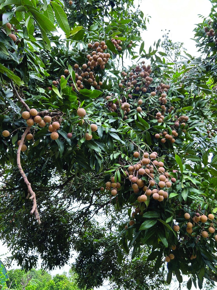 mùa nhãn  - Ảnh 1.