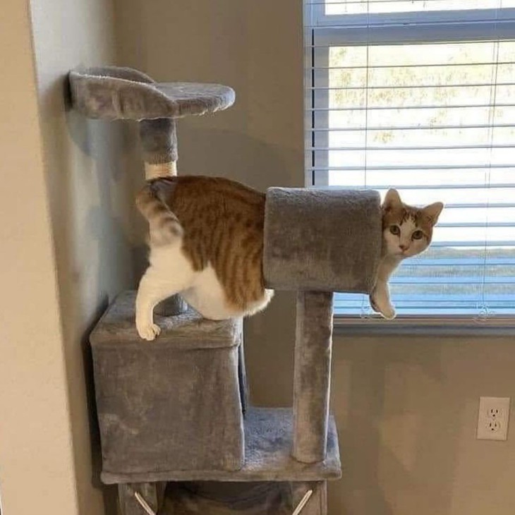 miễn phí - Ảnh 5.