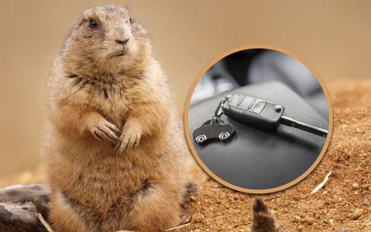 Đến ngày cưới mới phát hiện cô dâu là... đực rựa - Ảnh 5.