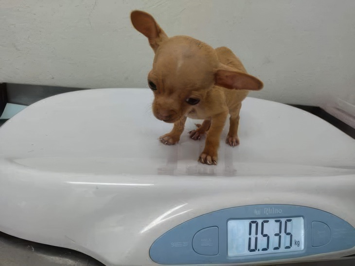 thực đơn - Ảnh 2.