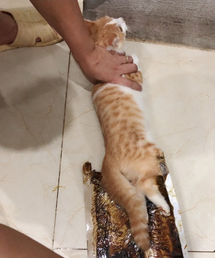 Hà Gia Kính - Ảnh 4.