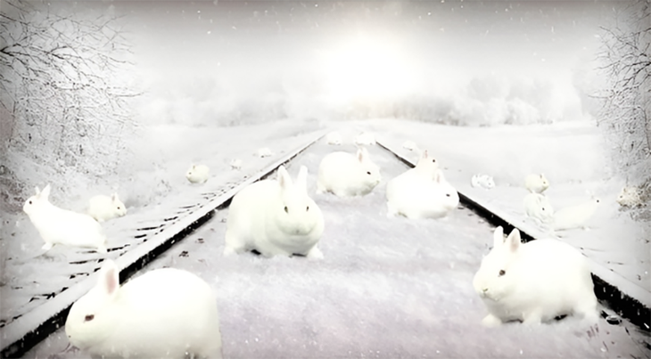 con thỏ - Ảnh 1.