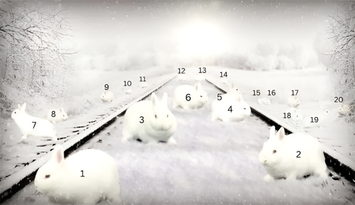 con thỏ - Ảnh 2.