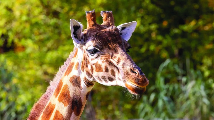 Sách đỏ và vùng xám - Ảnh 4.