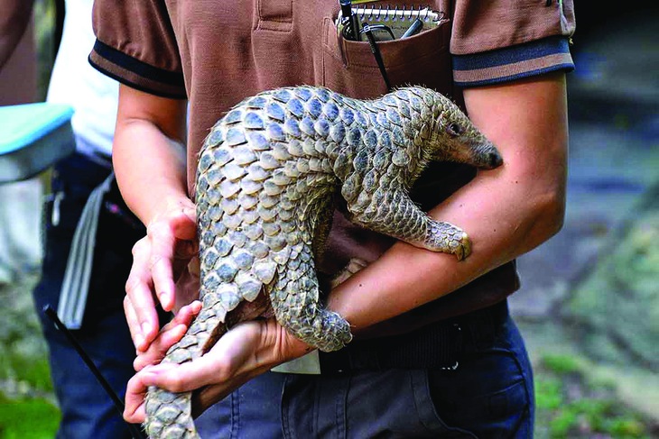 động vật sách đỏ - Ảnh 5.