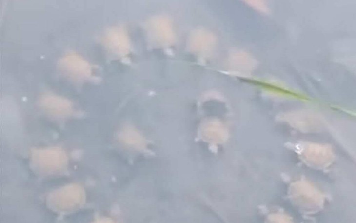 Chú mèo bị bán đấu giá vì chủ phá sản - Ảnh 5.