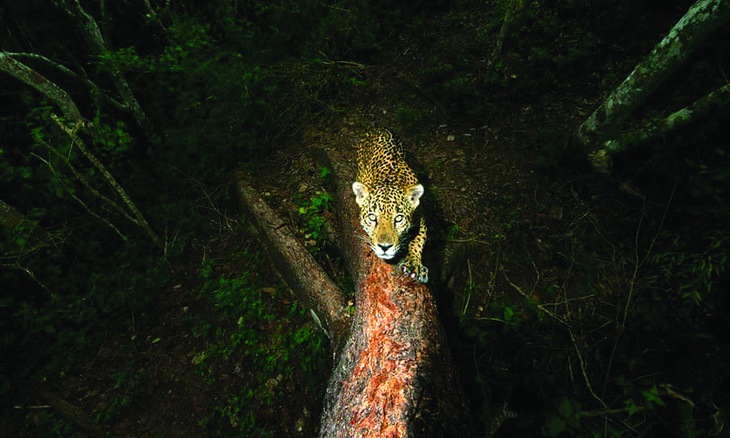 động vật sách đỏ - Ảnh 1.