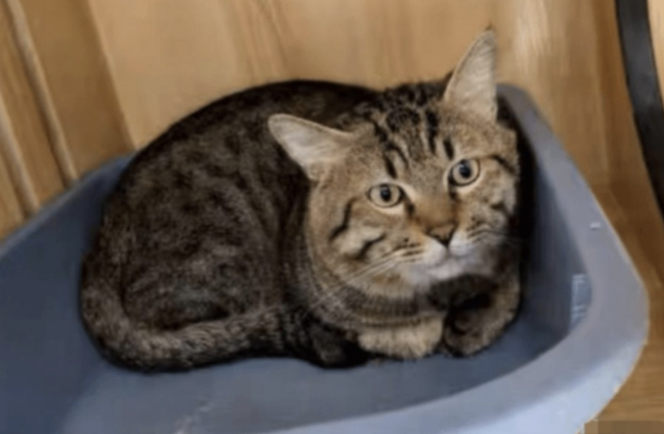 Chú mèo bị bán đấu giá vì chủ phá sản - Ảnh 2.