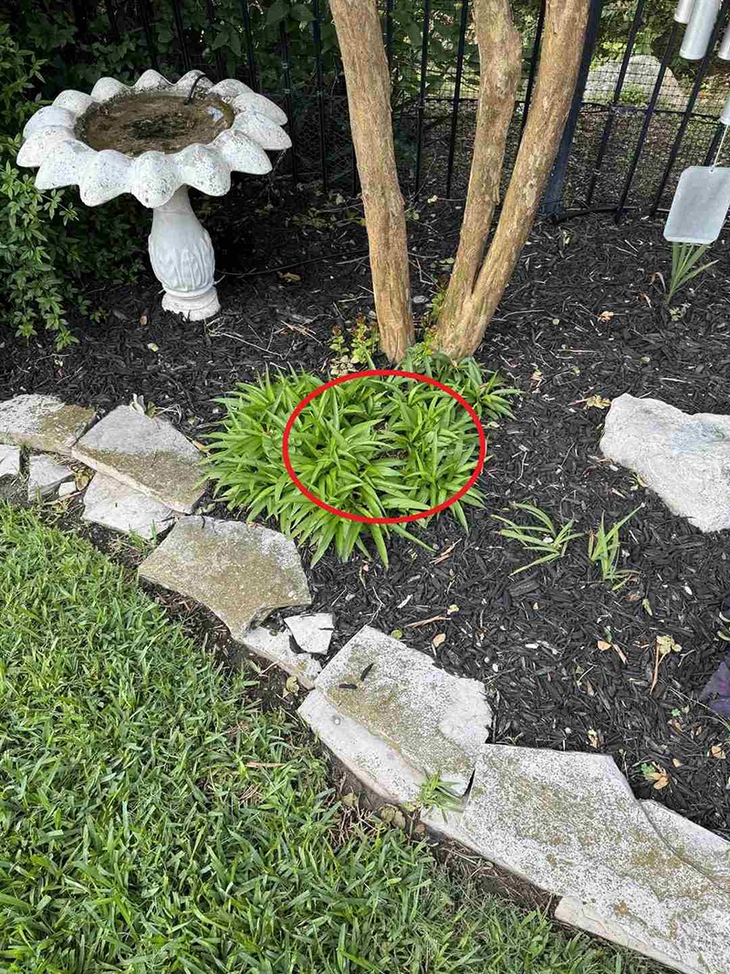 Thử tài tinh mắt - Ảnh 2.