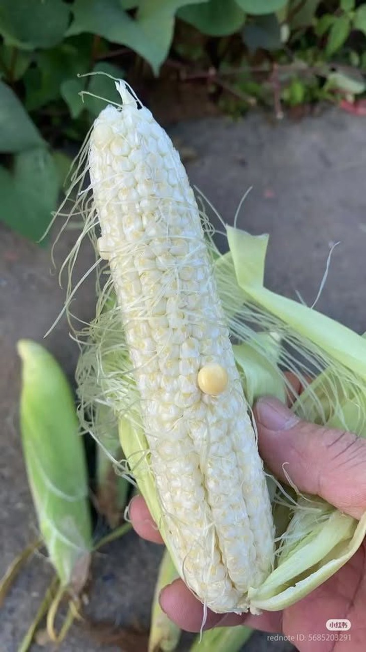 cái cây - Ảnh 5.